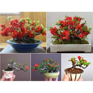 5h hạt giống hoa mai lùn đỏ trồng chậu phong thủy