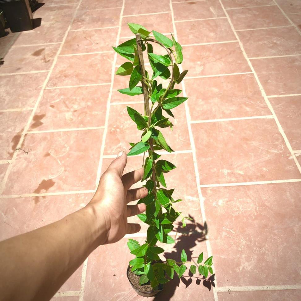 [SALE] Cây kim ngân hoa cao 60cm - cây dược liệu -Tặng Kèm Phân Bón