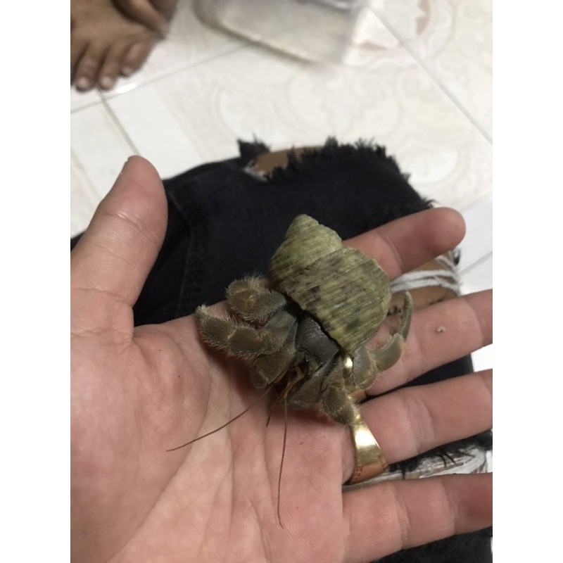 ốc mượn hồn rugo