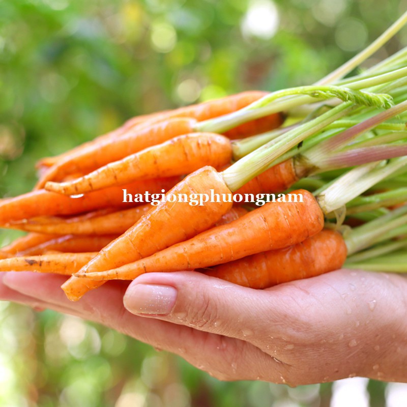HẠT GIỐNG CÀ RỐT TÍ HON