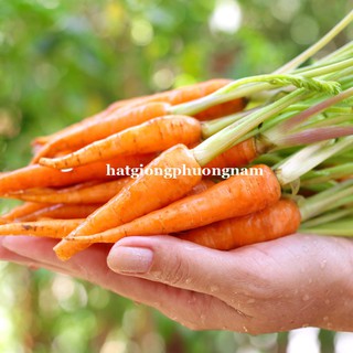 HẠT GIỐNG CÀ RỐT TÍ HON