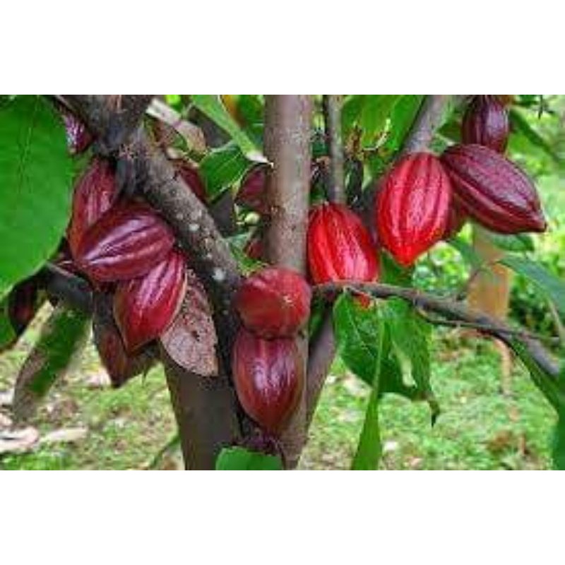 cacao tươi 20k 1kg
