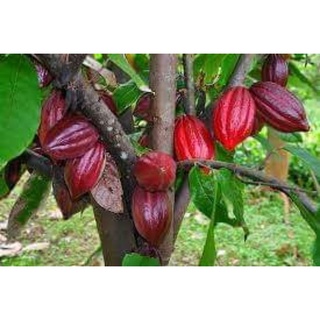 Cacao tươi 20k 1kg