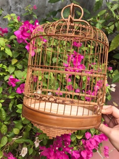 Khuyên lùn size 24