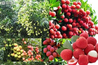 Cây vải thiều hạt lép, cây vải thiều hạt lép, đặc sản tạo thương hiệu chuẩn giống cam kết chất lượng