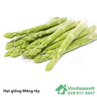 Hạt giống măng tây