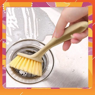 Cây rửa chén lúa mạch - 7168