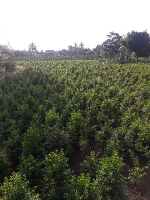 Mai chiếu thủy hoa trắng cao 50cm