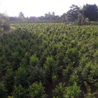 Mai chiếu thủy hoa trắng thơm