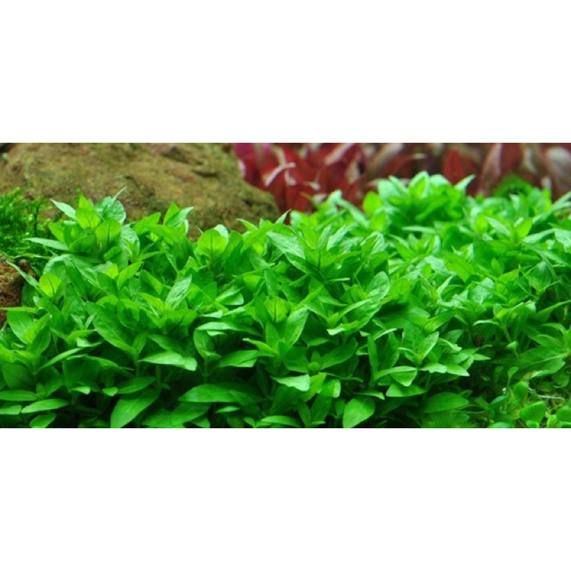 Cây thuỷ sinh rau thơm siêu đẹp : combo 4️⃣5️⃣ k / 4 cây