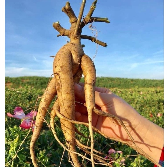 Hạt giống nhân sâm bố chính - Gói 50 hạt ( Tặng gói kích thích hạt nảy mầm )