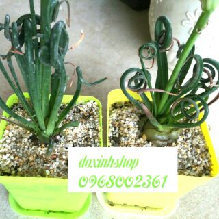 Cây/Củ cỏ xoắn ốc giúp lọc không khí