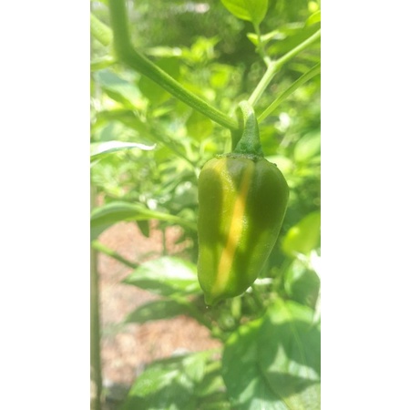 ỚT FISH PEPPER