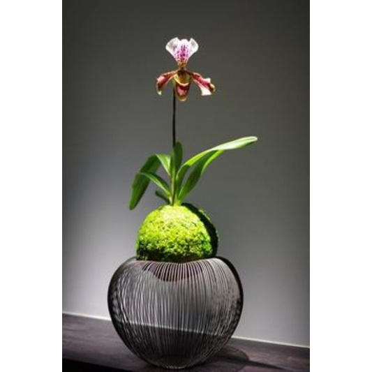 Chậu trồng cây bonsai rêu, tổ chim, sen đá trang trí tiểu cảnh rất đẹp mắt