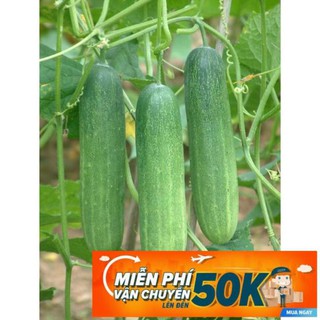 1g Hạt giống Dưa leo
