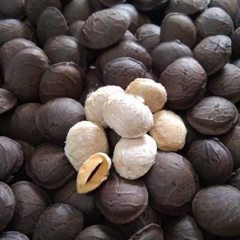 500gr hạt Sachi sấy nứt ăn ngay đặc sản của Đắk Lắk