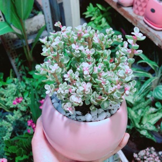 Chậu đô la hồng