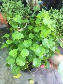 CỎ ĐỒNG TIỀN