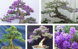 Cây linh sam tím bonsai cây gửi đi hình 5