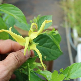 Cây 🌲  Hoàng Lan (siêu thơm) đang hoa