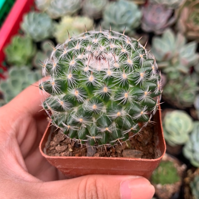 XƯƠNG RỒNG BÁNH SINH NHẬT SIÊNG HOA SỐNG DAI LẮM NGƯỜI ƠI