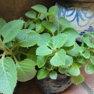Cành húng chanh combo 10 Cành húng chanh trồng cành