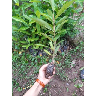 Cây giống mẫu đơn đỏ cây cao 40cm trở lên