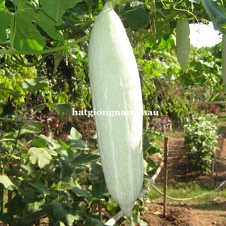 15H - HẠT GIỐNG LẶC LÀY(KHỔ QUA TÂY) TRẮNG