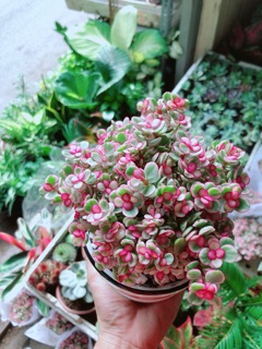 Chậu Đô La Hồng