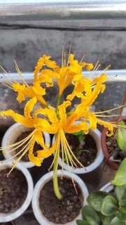 Củ hoa bỉ ngạn