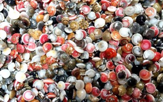 Ốc ruốc trang trí 100 gr