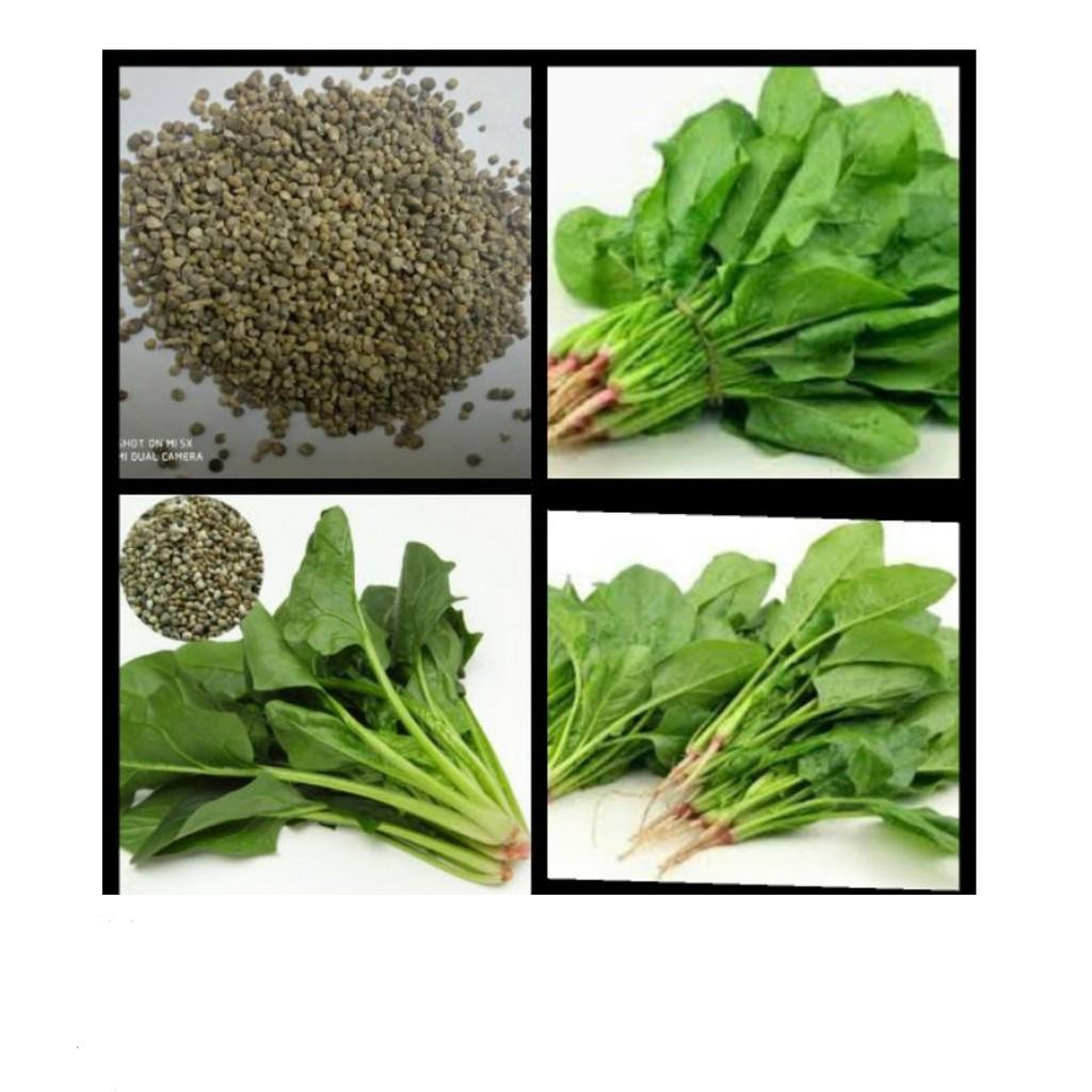 GÓI 100 HẠT GIỐNG CẢI BÓ XÔI 10g Hạt Giống Cải Bó Xôi - Chịu Nhiệt, Dễ Trồng  Rau Chân Vịt