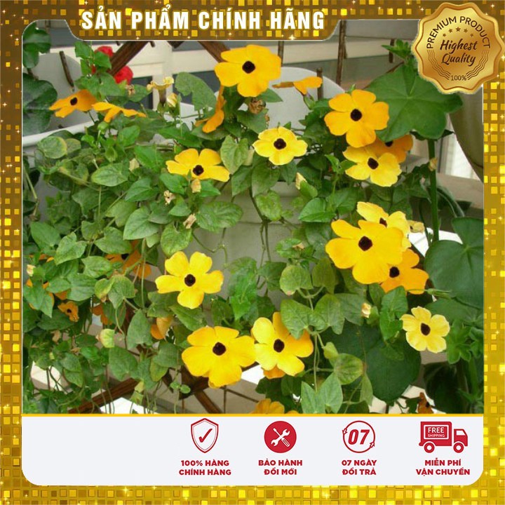 Hạt giống Hoa Ánh Dương ( 04 hạt)