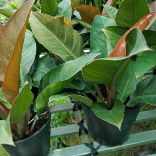 Trầu bà đế vương