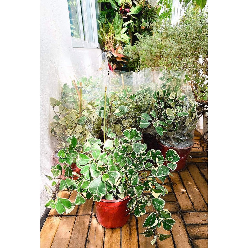 Cây Bàng Lá Tim Cẩm Thạch (Ficus deltoidea Jack f. Variegata, Bàng Lá Tim Cẩm Thạch)