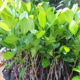 Combo 1cây mít thái siêu sớm và 1 cây xoài úc