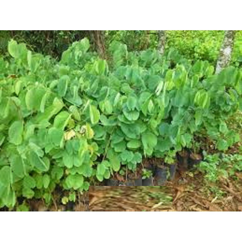 Sản phẩm cây ban hoa tím, cây giống gửi đi nguyên bầu + Tặng  phân hữu cơ cao cấp
