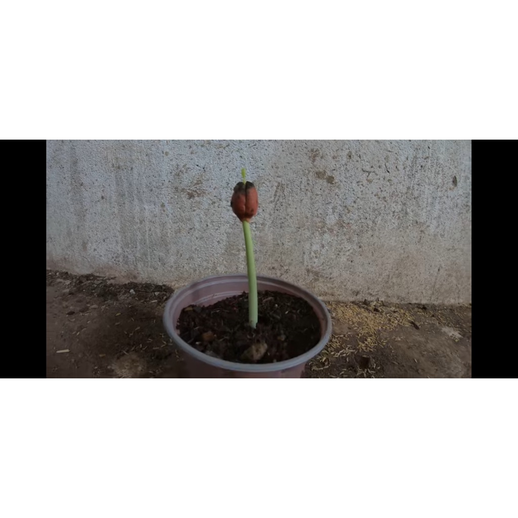 Hạt giống gõ đỏ