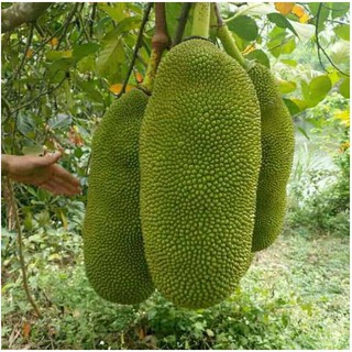 Cây giống Mít quả dài Malaysia