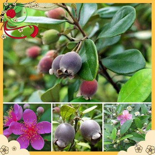 [Rẻ Vô Địch] Sim Rừng Khô 🍀 Giúp Bổ Máu, An Thai 🍀 1KG NK111
