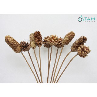 Set 5 cành thông dầu khô trang trí handmade F-HKHO-02 tttm