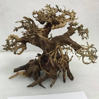 Lũa Bonsai Cho Bể Cá,Bể Thủy Sinh Mini