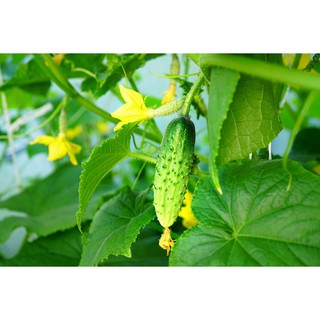 Hạt giống dưa chuột gai mini - Tặng gói hạt ngẫu nhiên