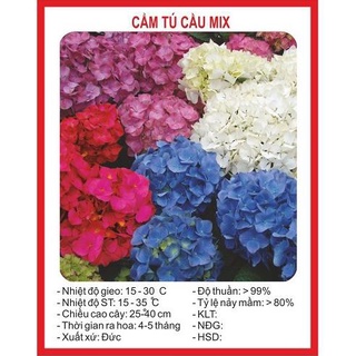 Hạt giống hoa cẩm tú cầu - 10 hạt