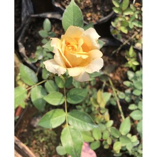 Cây hoa hồng shell shelll vàng