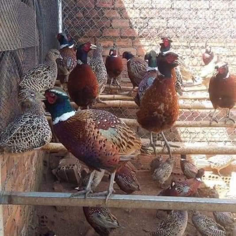10 quả trứng chim trĩ đỏ ấp được