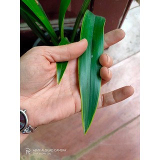 Đia lan mặc biên