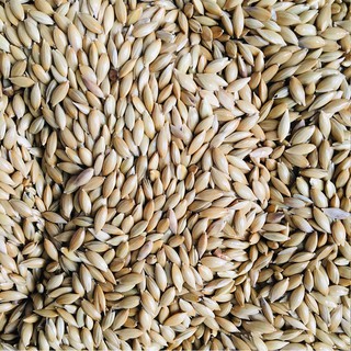 Hạt láng Manitoba cho vẹt, sẻ, manh manh nhật, sắc nhật, yến hót, bạc má