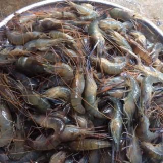 Lạp xưởng tôm (phơi khô)