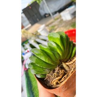 Sen Đá Haworthia Truncata